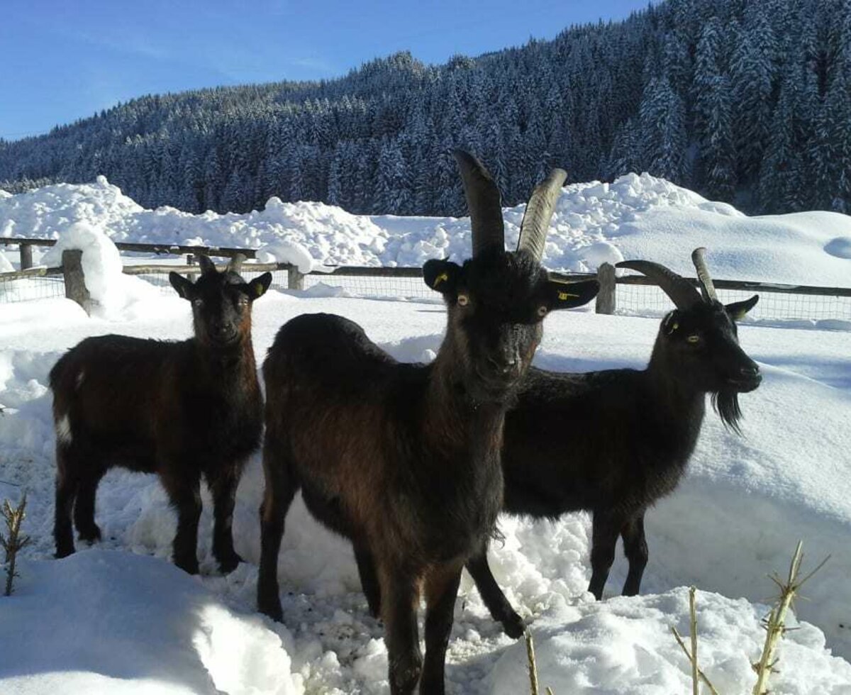 Ziegen im Winter