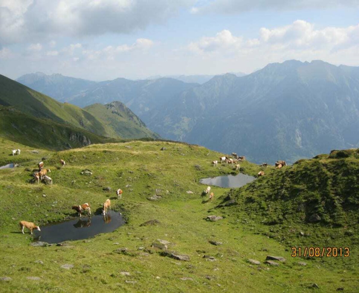 Waldhof unsere  Kühe auf der Leidalm