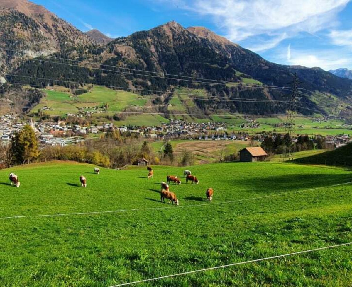 Kühe auf der Herbstweide