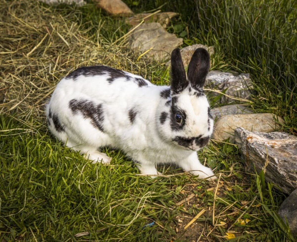 Unser Hase Hupsi