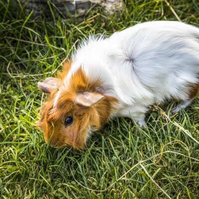 Eines unserer Meerschweinchen