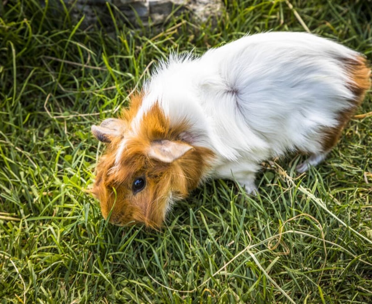 Eines unserer Meerschweinchen