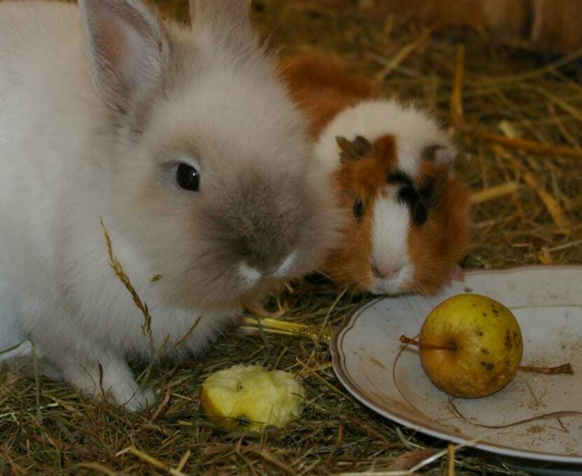 Kaninchen und Meerschweinchen