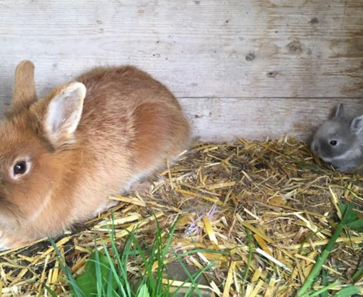 Unsere Hasen freuen sich über Streicheleinheiten