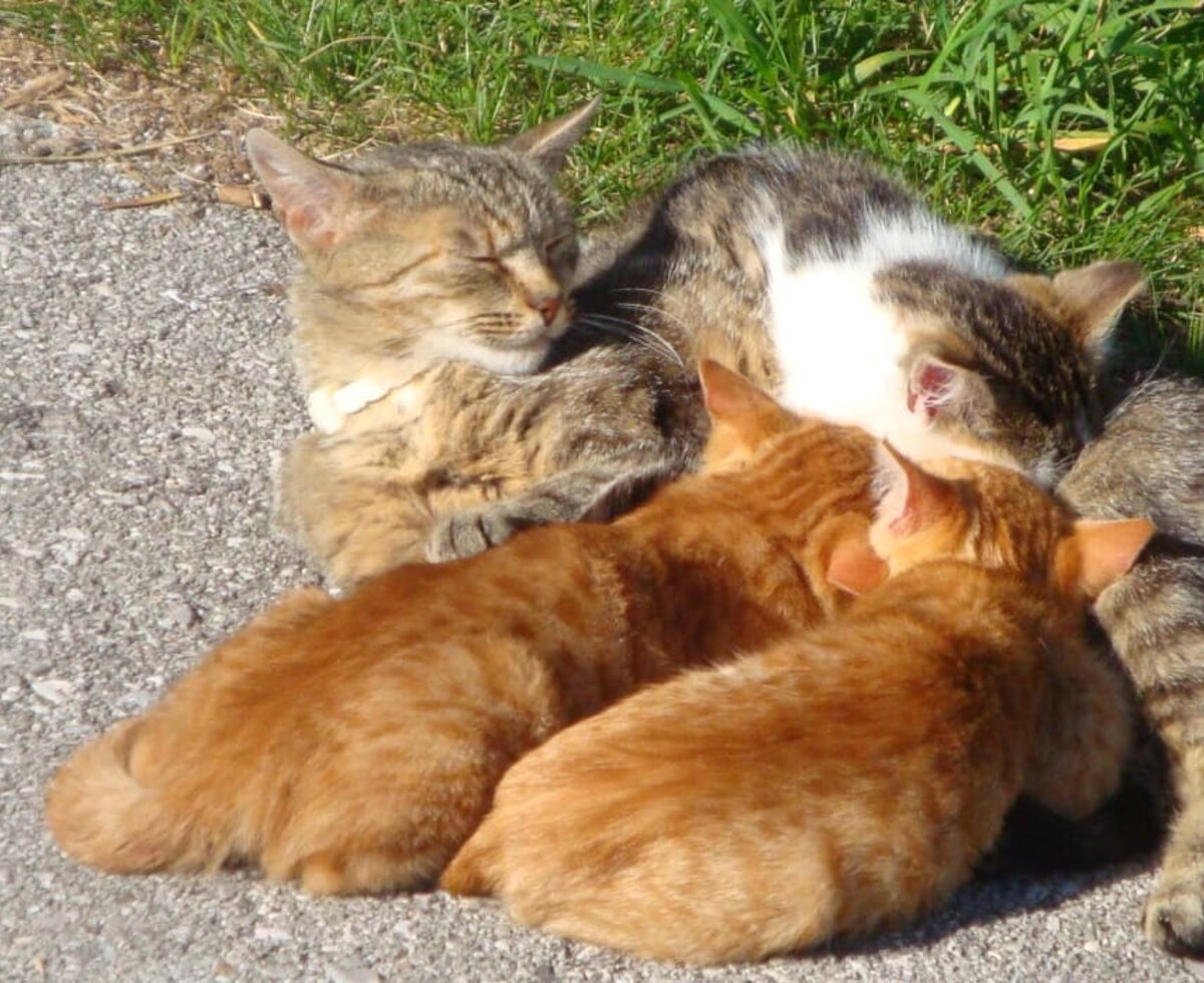 Katzenjunge beim Mittagessen