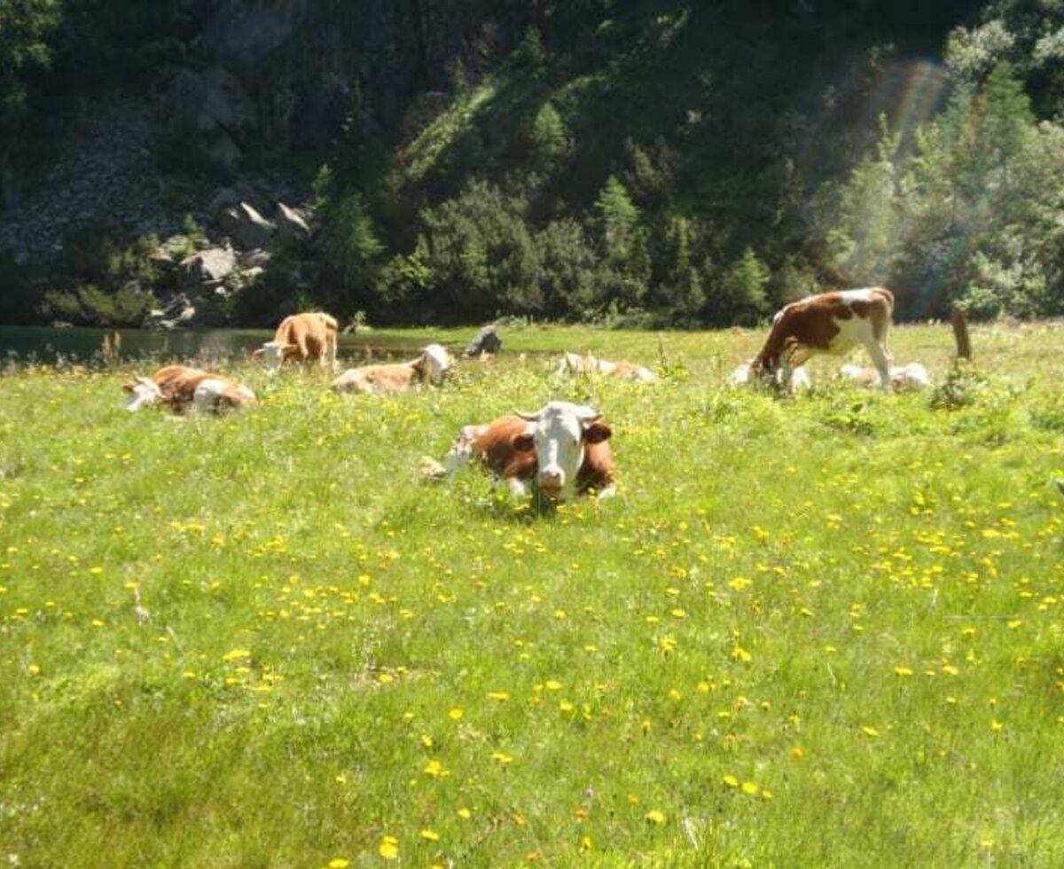 Unsere Kühe auf der Weide