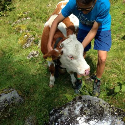 Im Sommer sind die Kühe auf Sommerfrische auf der Alm