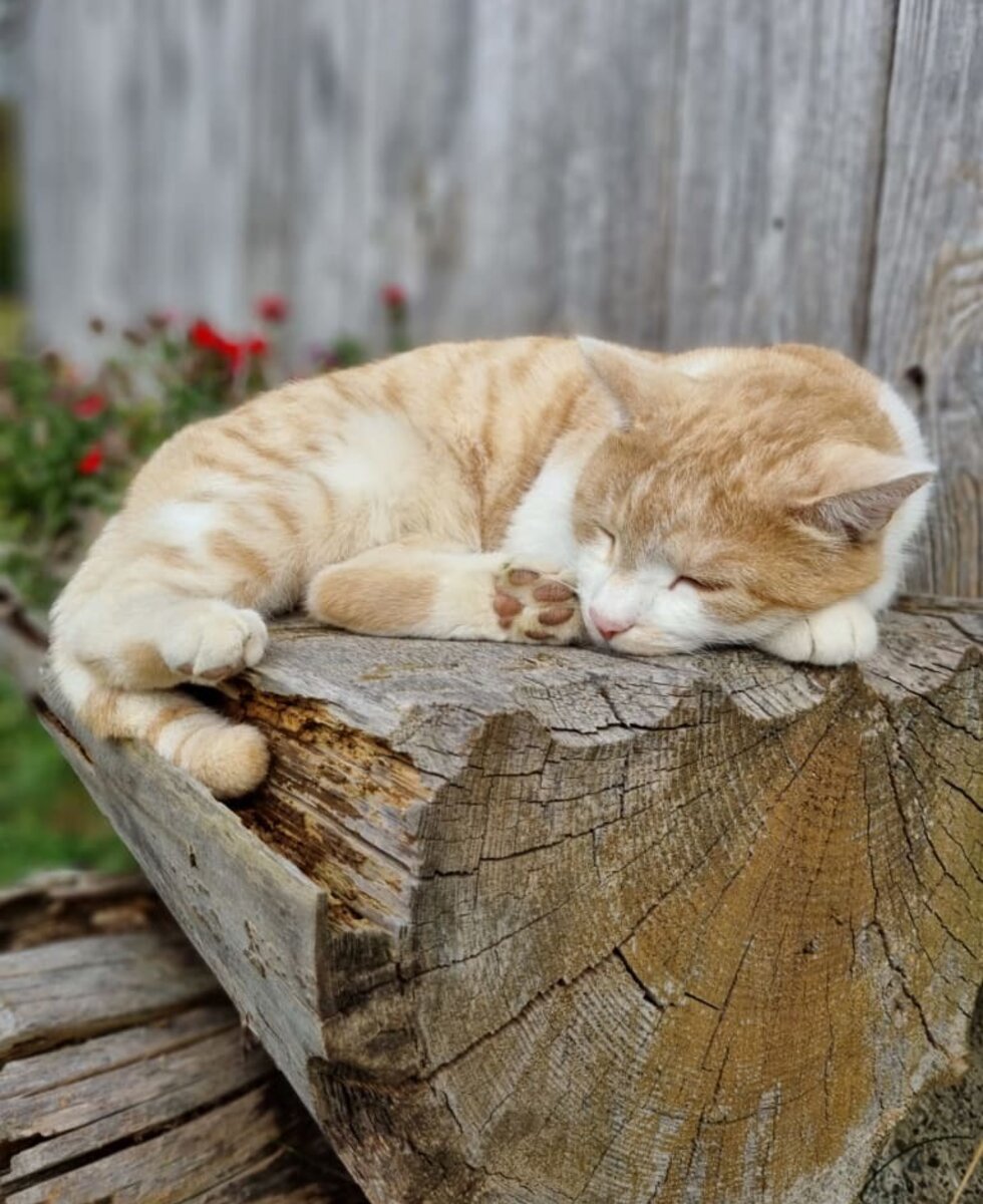 Kater Stefan bei der Mittagspause