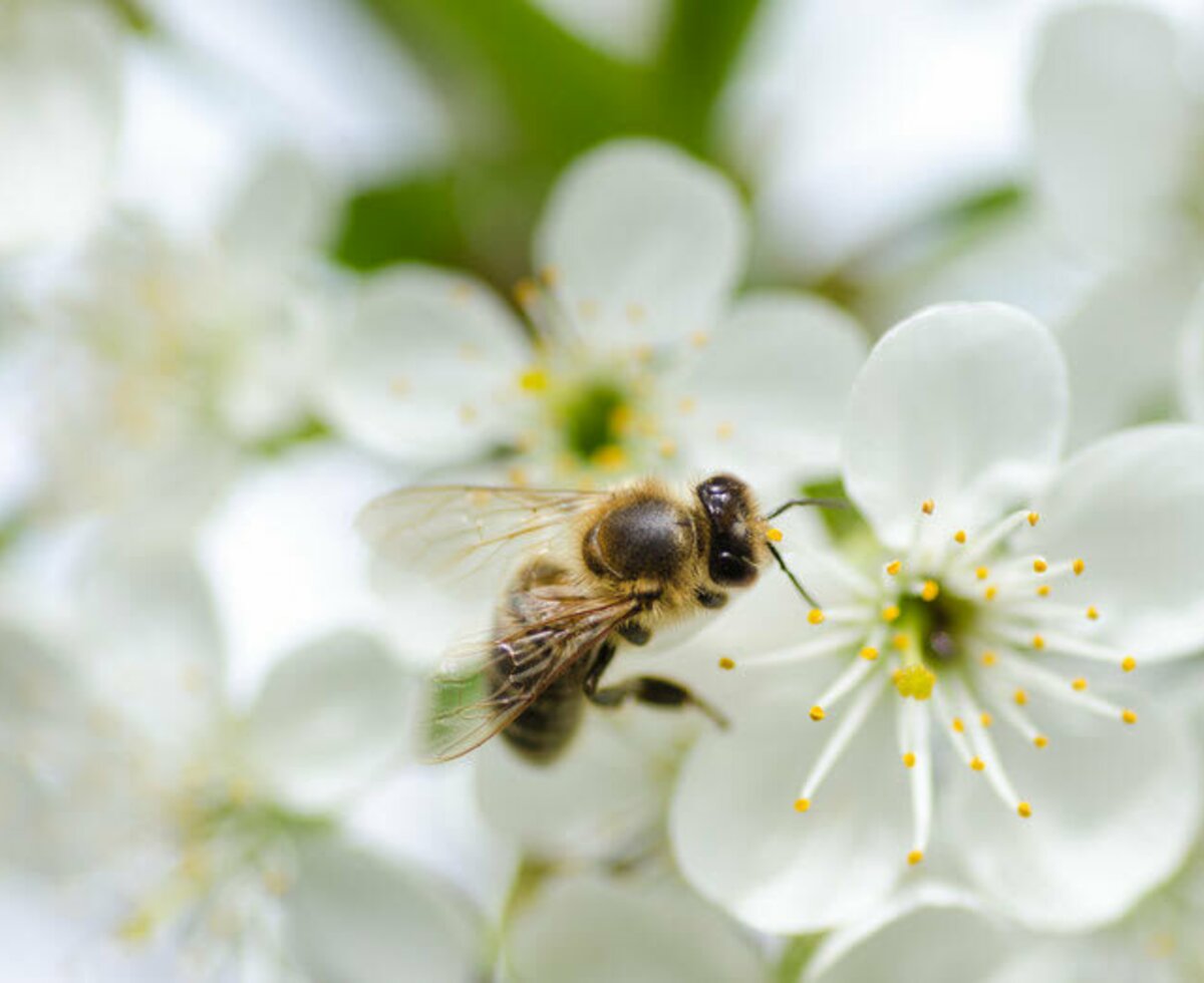 Emsige Biene auf der Blüte