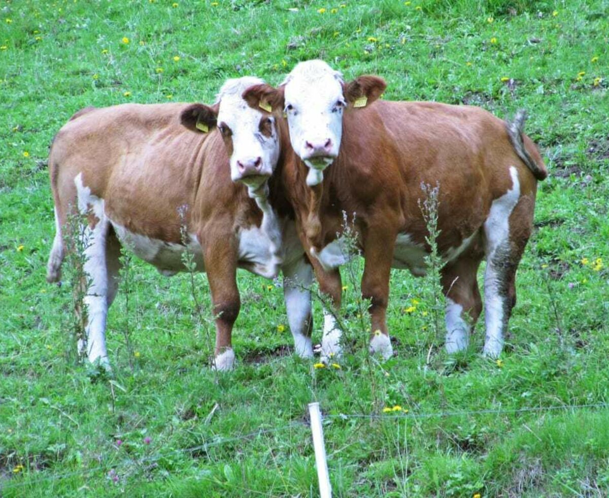 Kühe auf unserer Weide