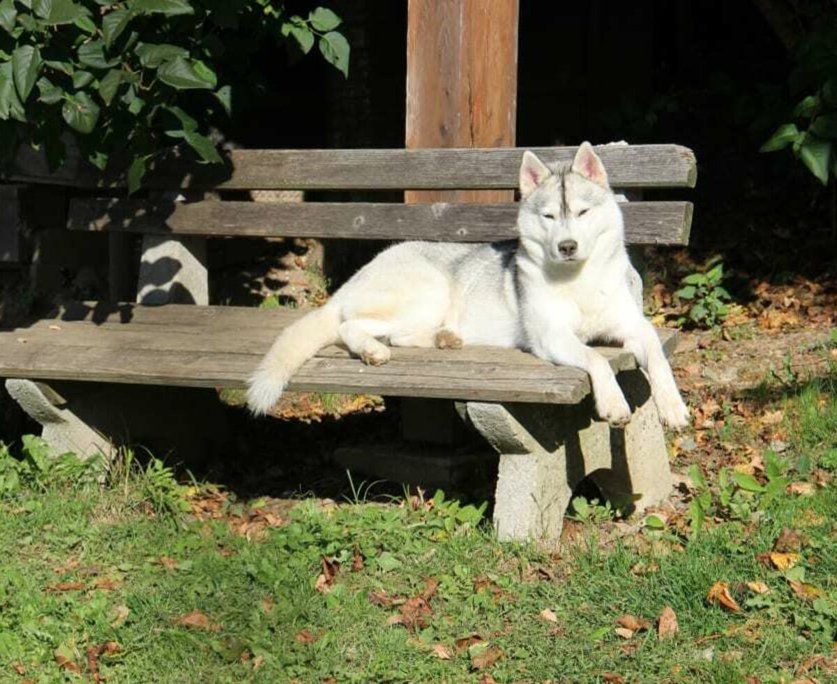 Husky Amber relaxt