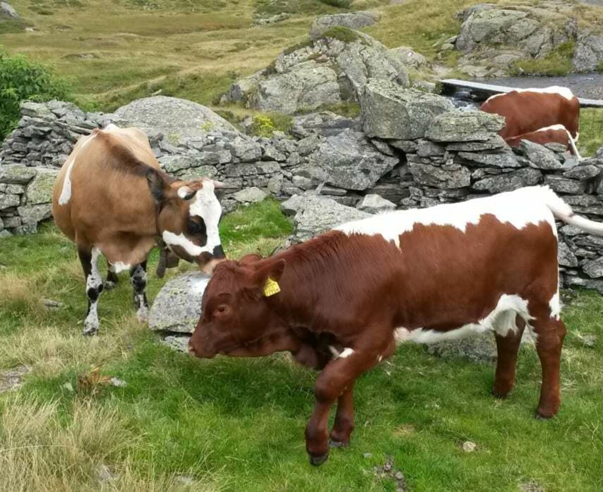 unsere Kühe auf der Alm