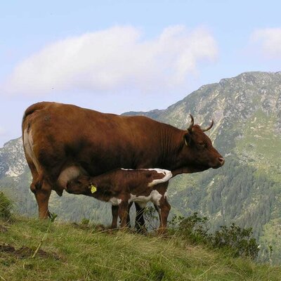 Kuh auf der Alm