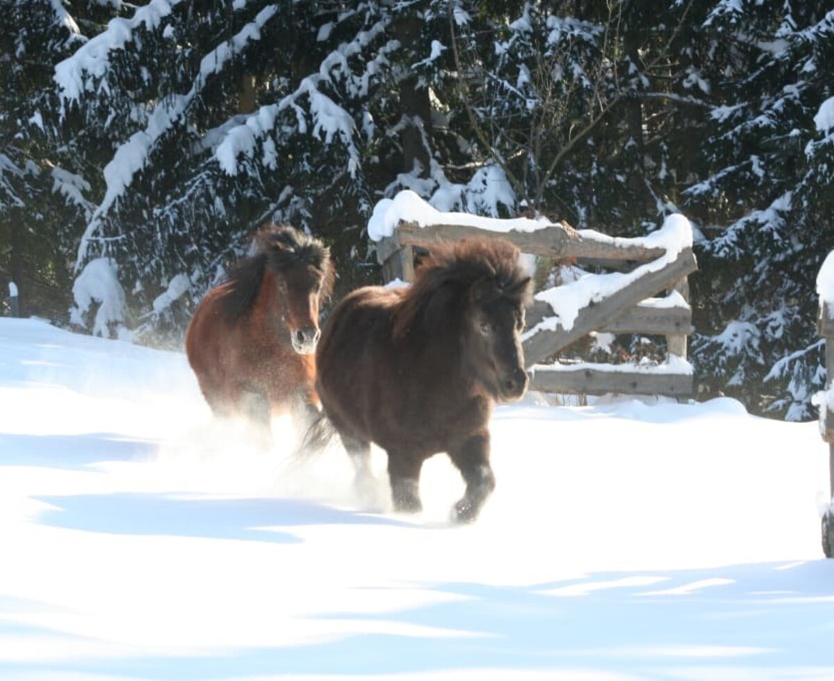 Ponies im Winter