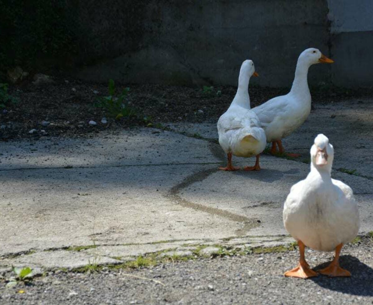 Auf unserem Bauernhof herrscht reges Treiben. Gänse, Hühner, Katzen, Kühe und Schafe tummeln sich am Hof.