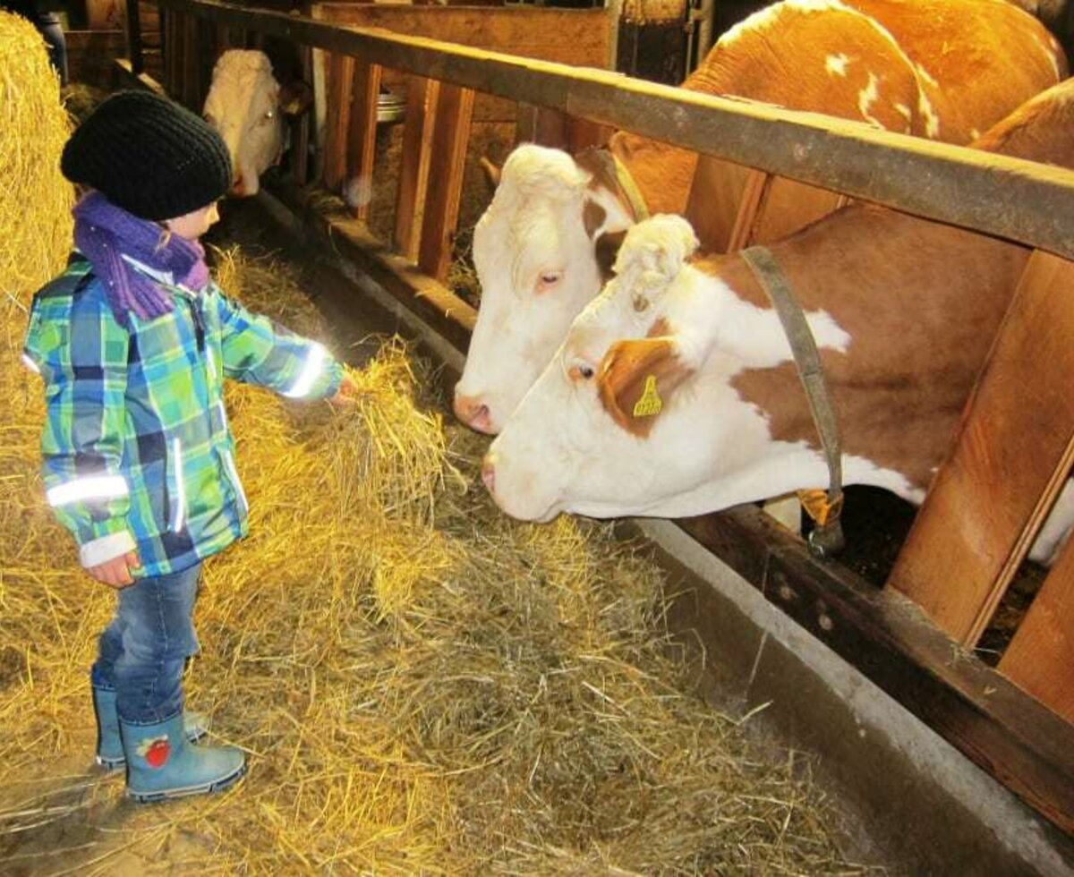 Ein Highlight für die Familien ist immer wieder das Tiere füttern...