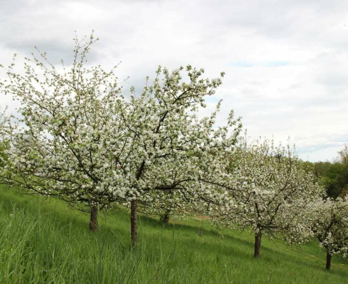 Streuobstwiese