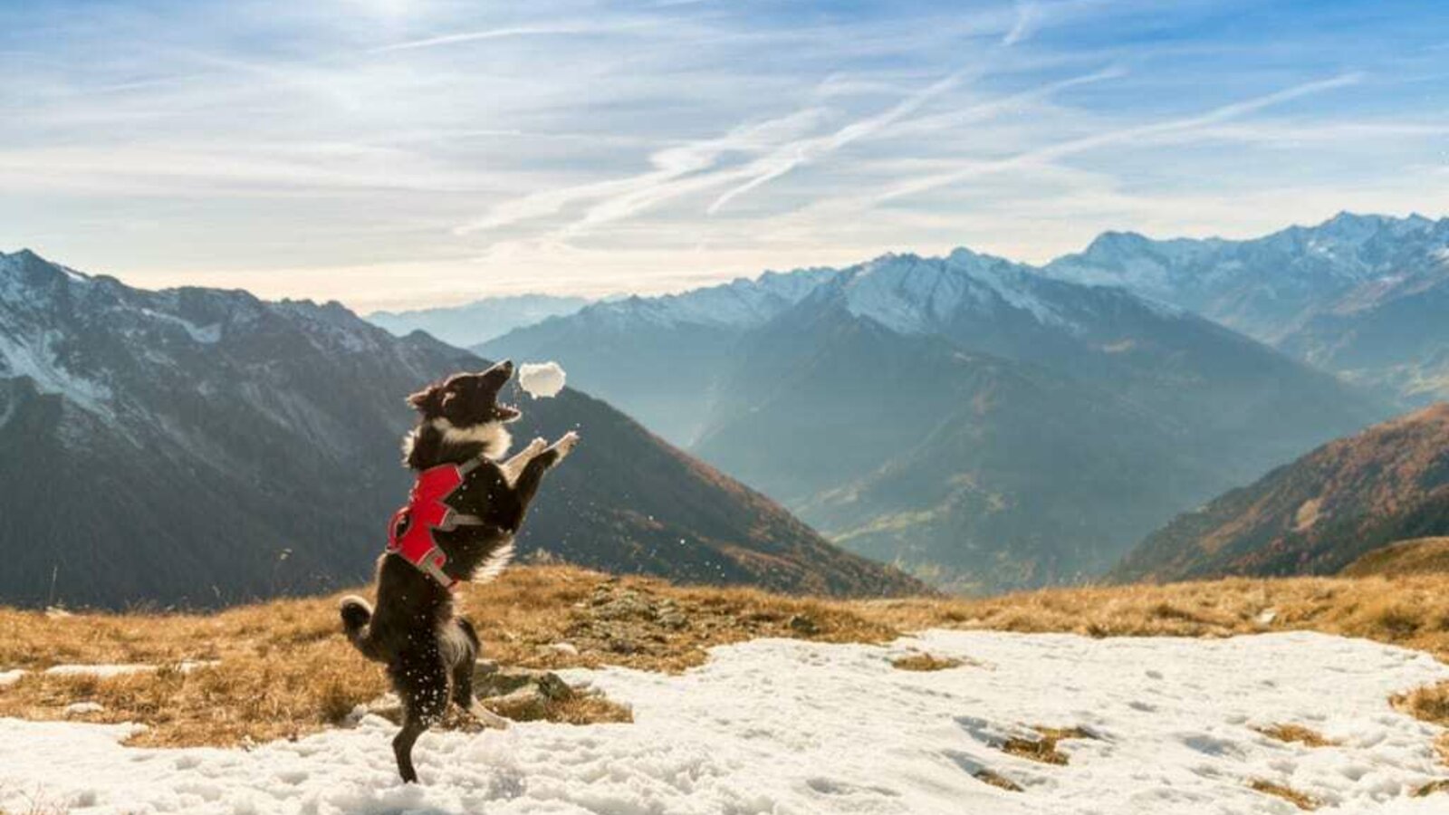 Urlaub mit Hund - kein Problem am Bergbauernhof Irxner