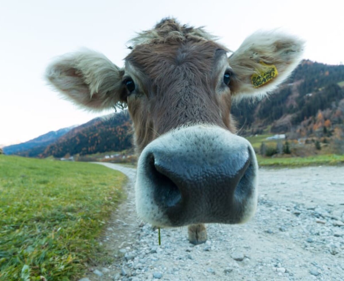 Unsere Kühe am Bauernhof