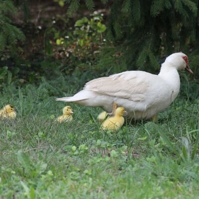 Ente mit Küken im Grünen