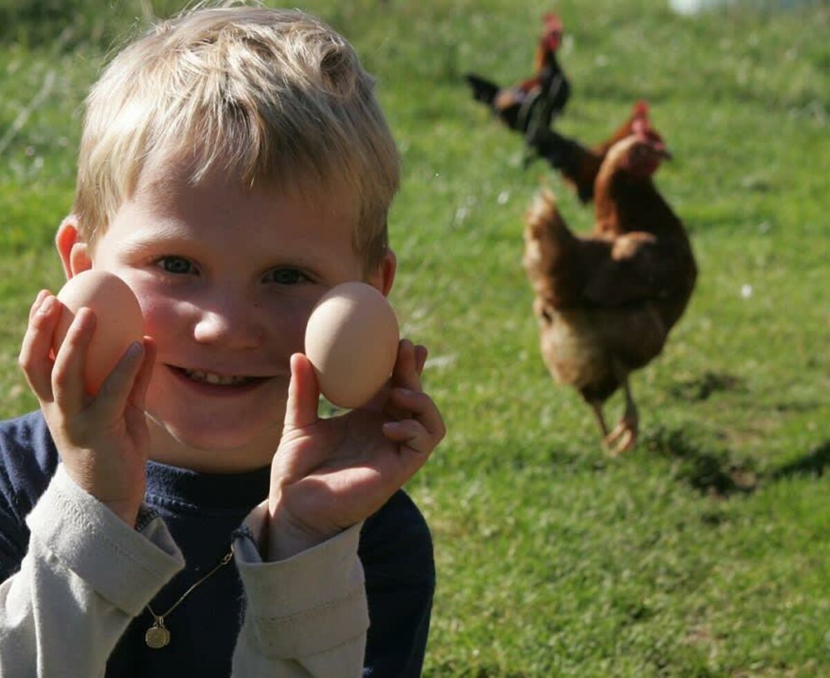 .....Eier aus dem Nest der Hühner holen !