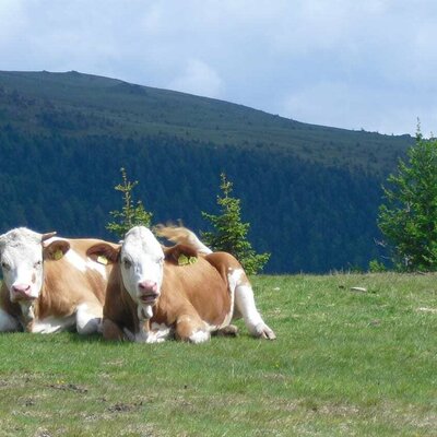 Kühe auf der Alm