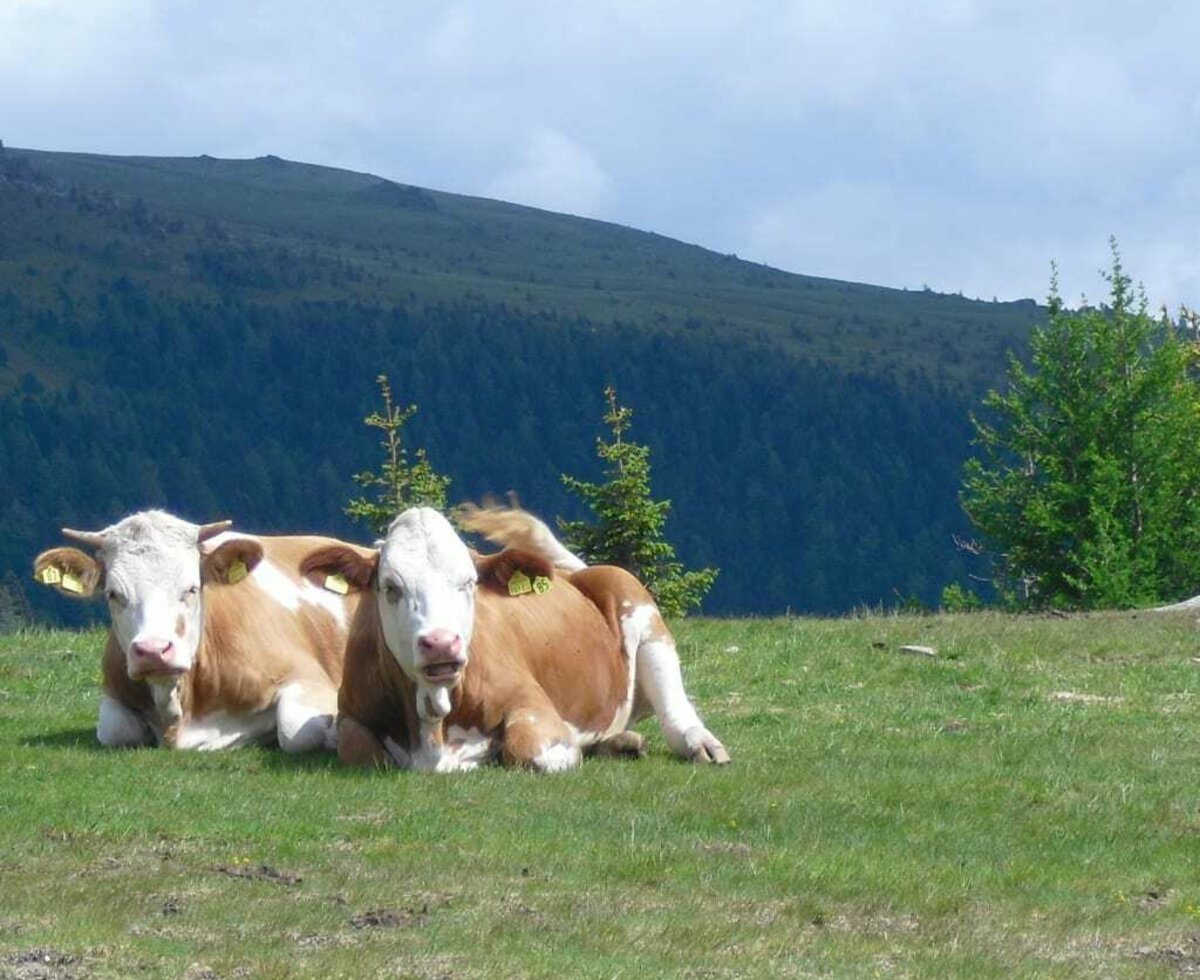 Kühe auf der Alm