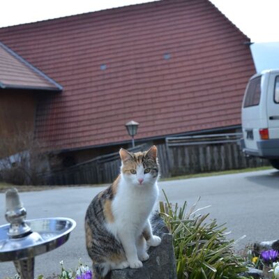 Unsere Katze Shiva