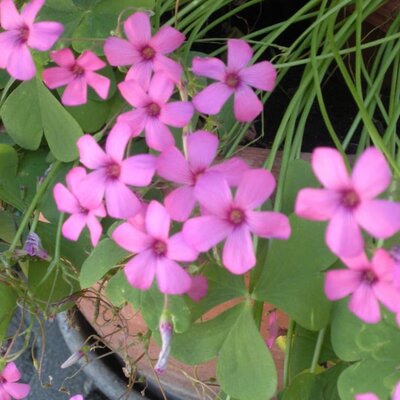 Blumen im Hof und Garten