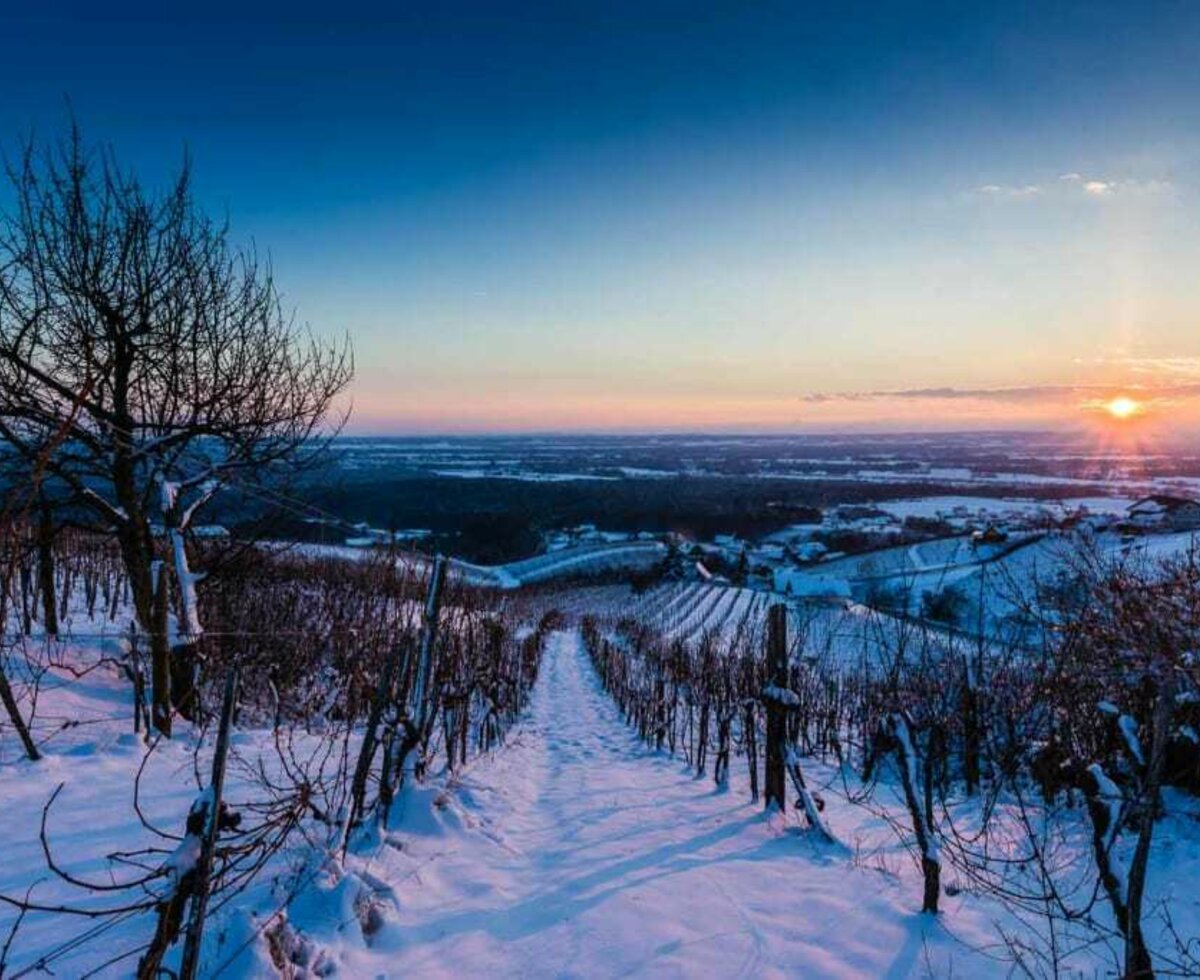 Winterlandschaft -Weinberge