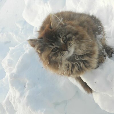 Katzenkind im Schnee