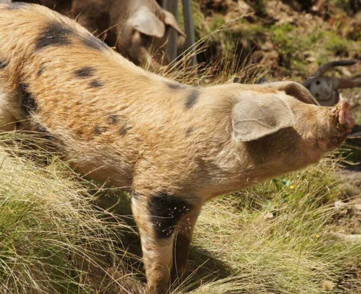 auch ein Schweinchen ist manchmal neugierig