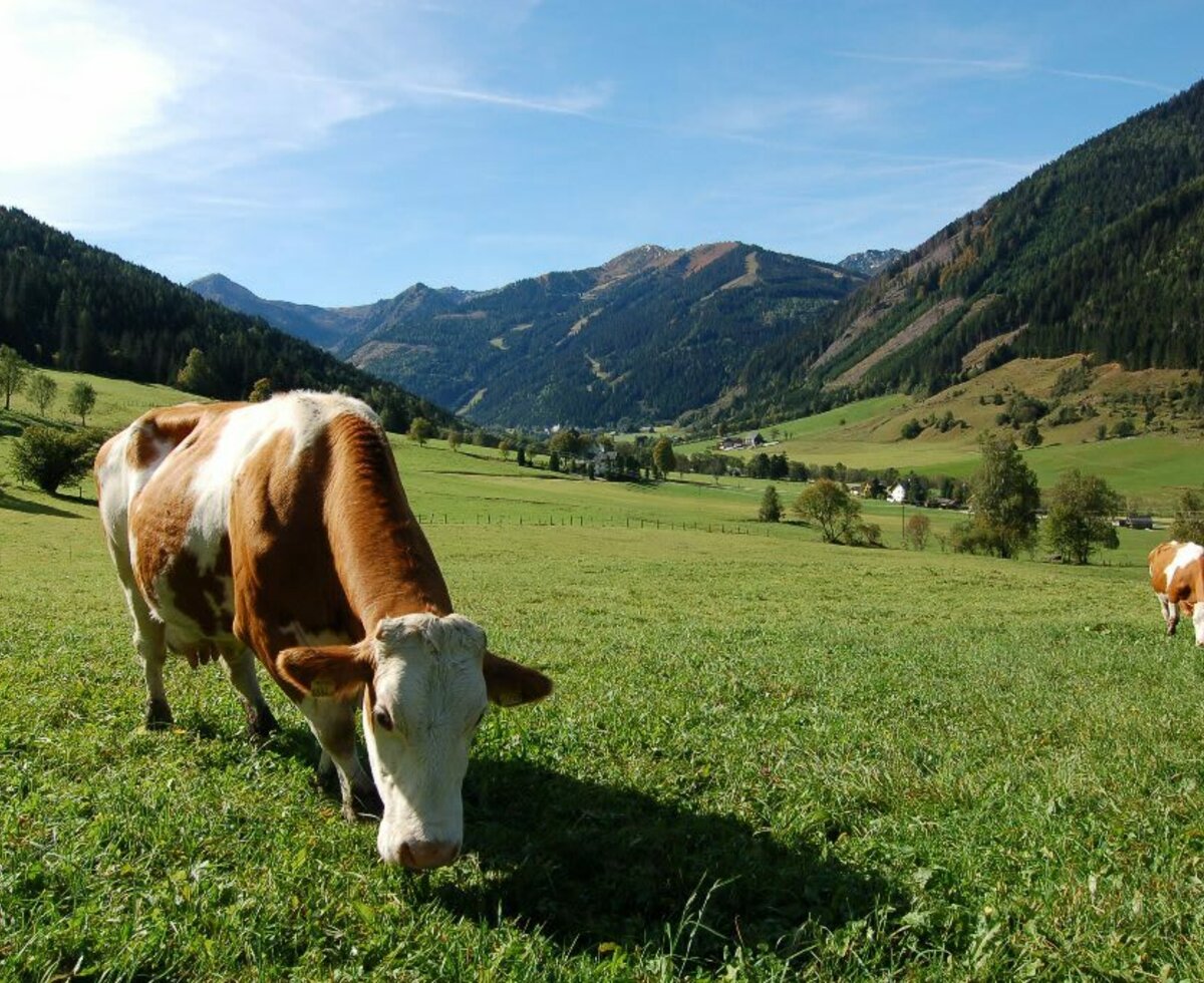 Kuh auf der Weide