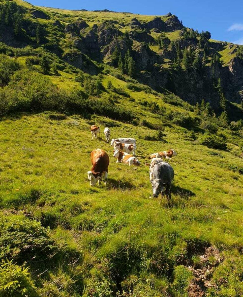 Unsere Ochsen auf der Alm