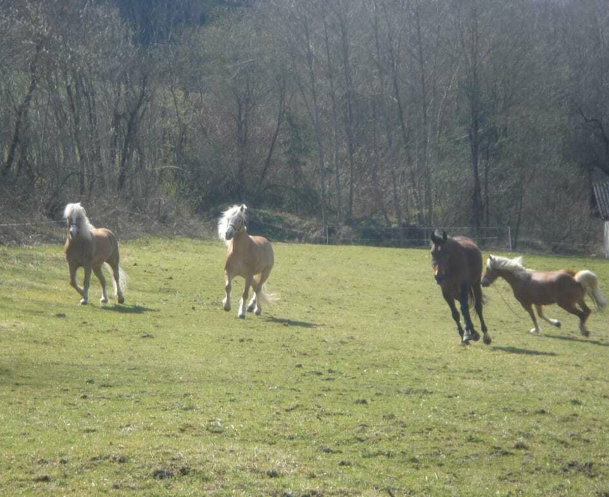 Pferde auf der Wiese