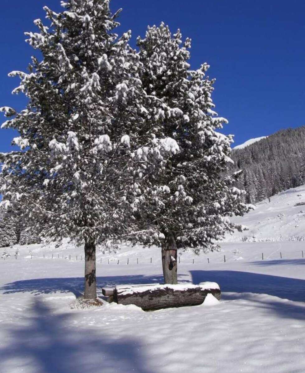 Zirbenbrunnen im Winter