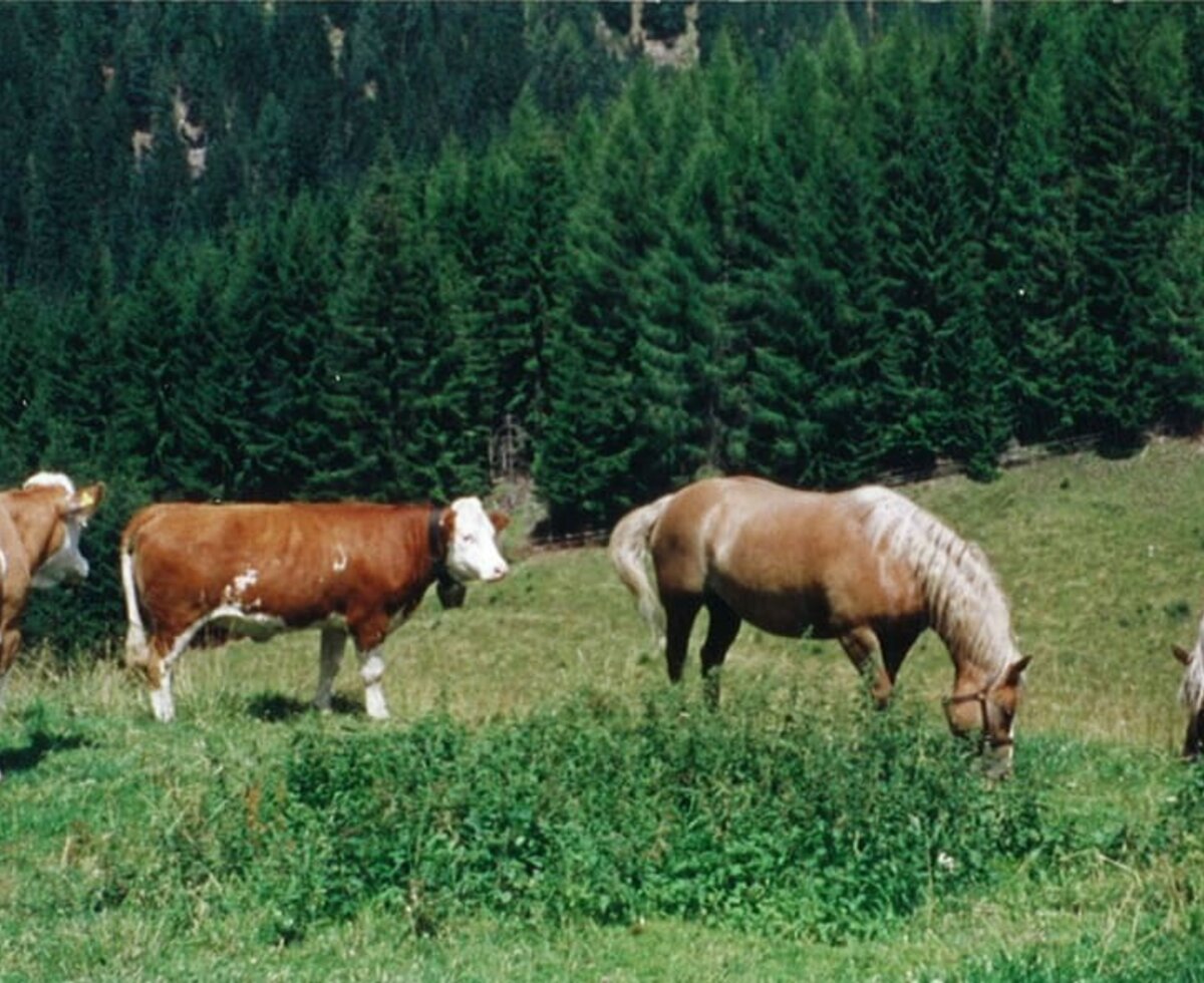 Almkühe und Gastpferd