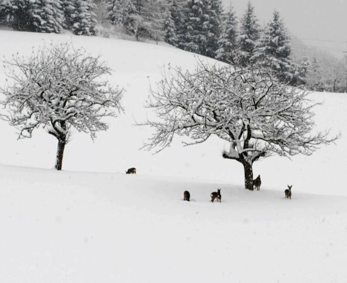 Winter mit unseren Rehlein