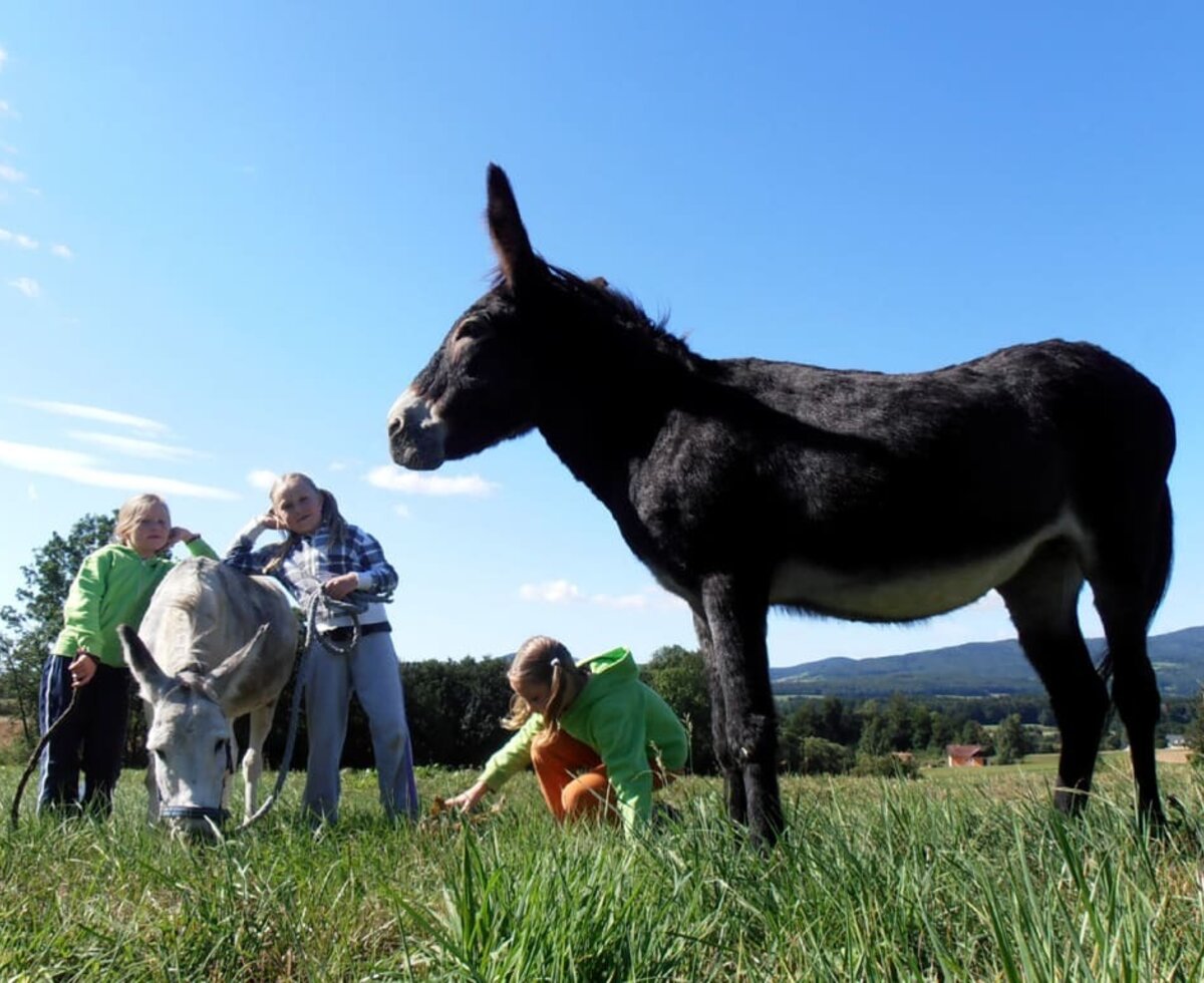 Eselwanderungen