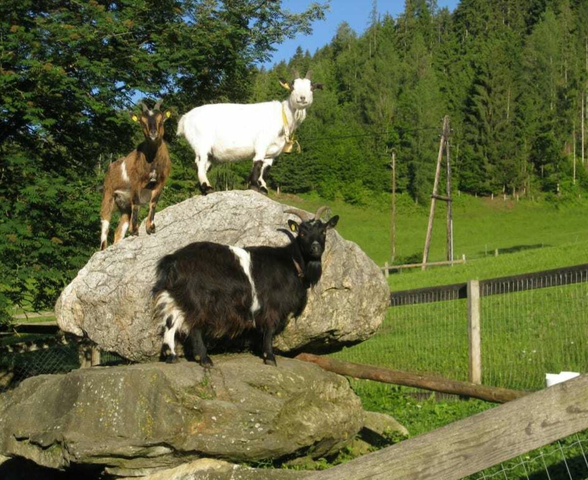 Ziegen am Stein