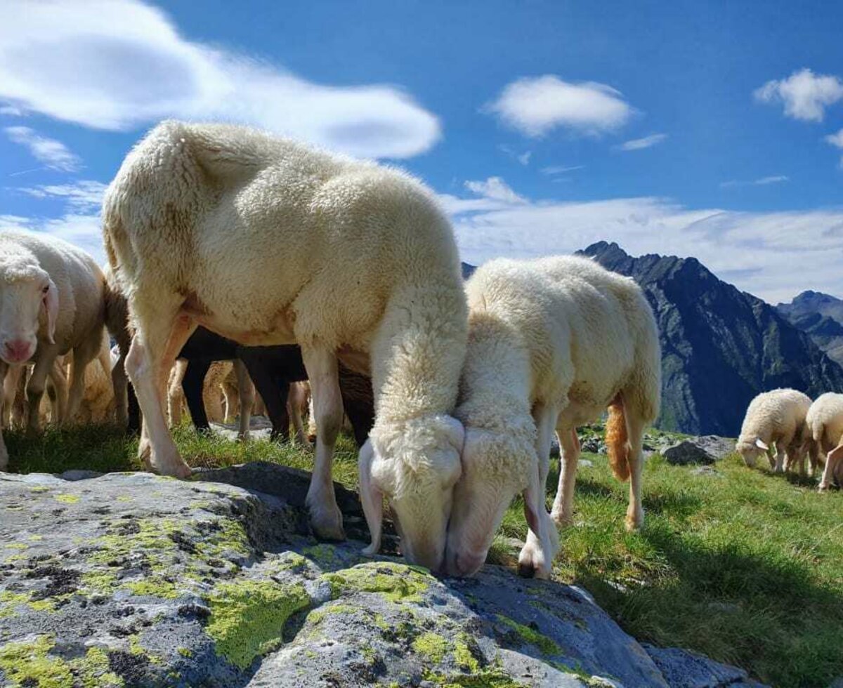 Leben auf der Alm