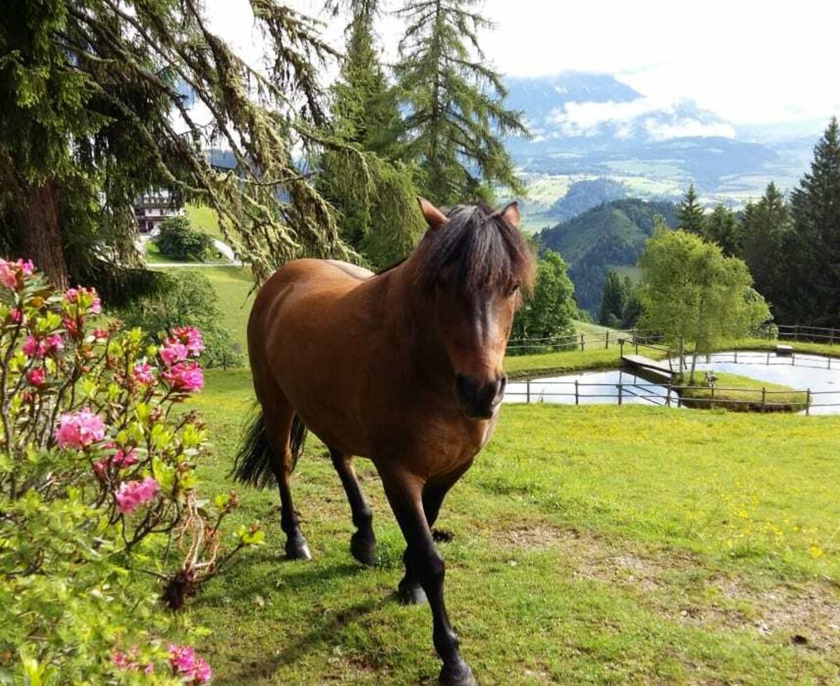 Unser Pferd am Teich