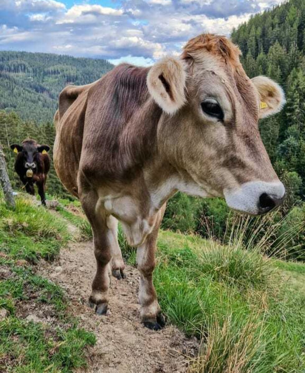 unsere Milchkühe