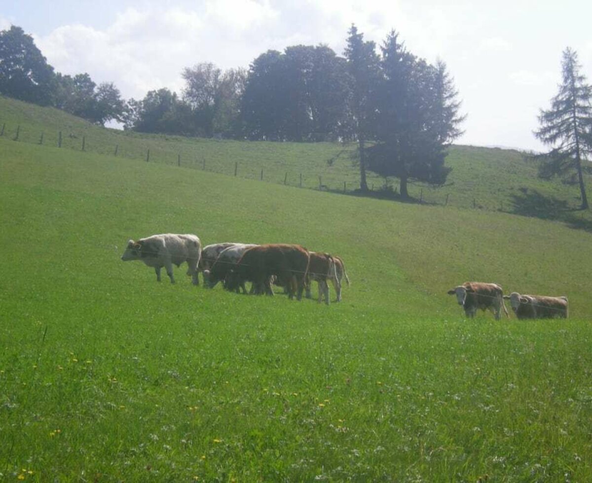 Mutterkühe beim Weiden