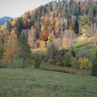 Abwechslungsreiche Landschaft, wo sich unsere Jungrinder mit Rehen, Hasen und anderem Wild den Platz teilen.