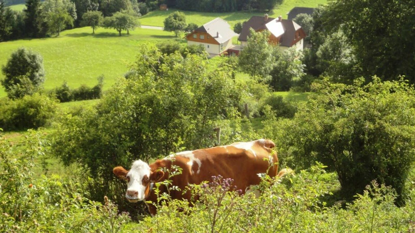 Landschaftsbild Heim