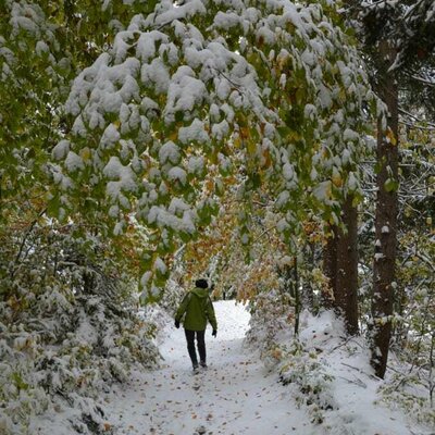 Spaziergänge im Winterwald