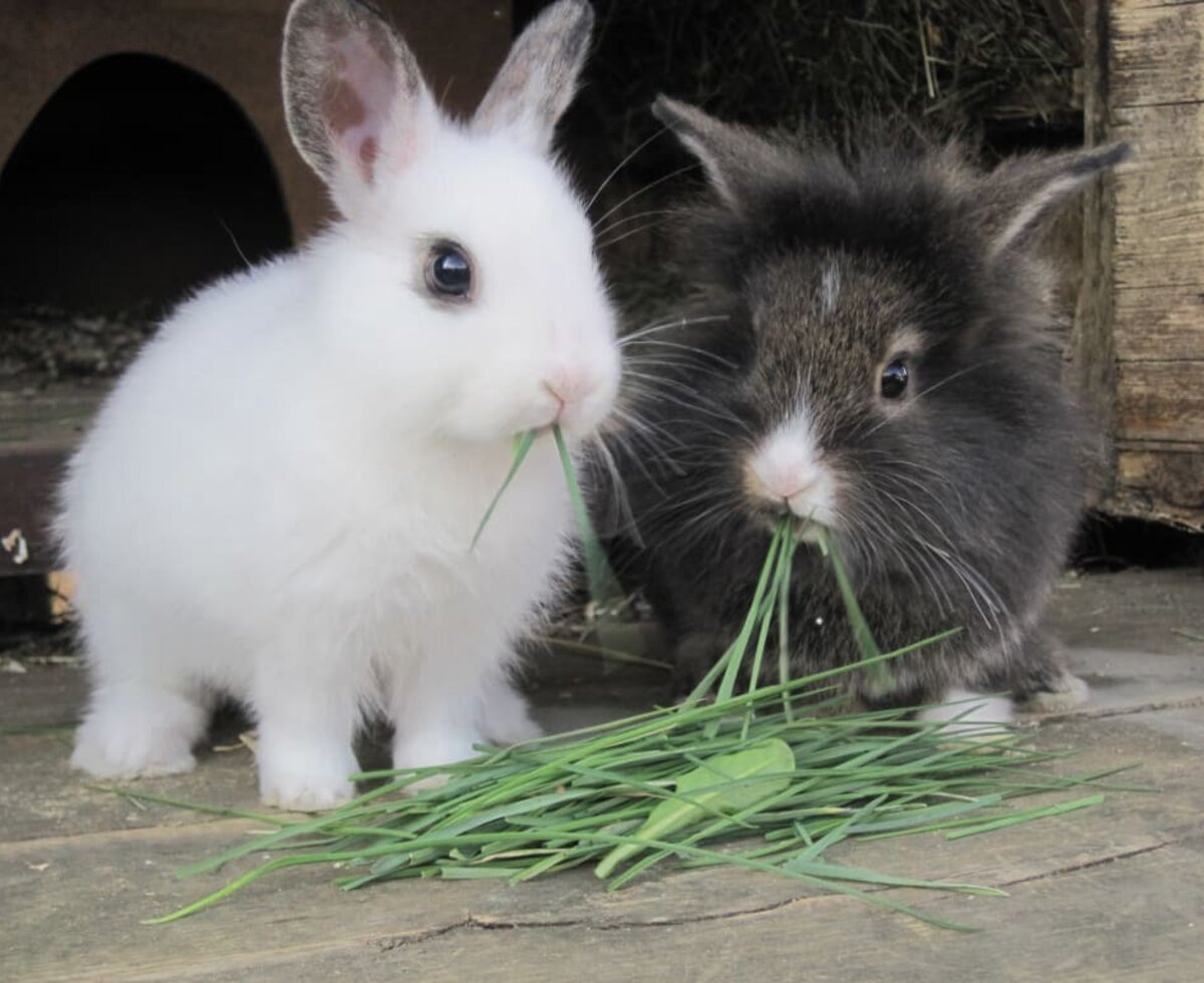 Bencer und Rocky