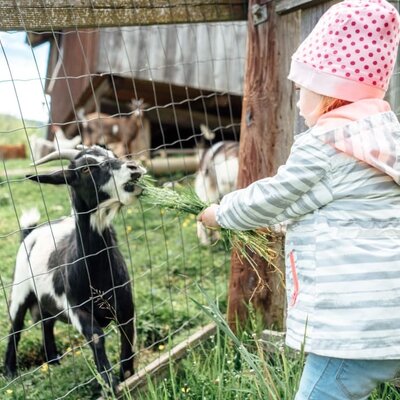 Die Streicheltiere am Baby und Kinderbauernhof Perhoferh