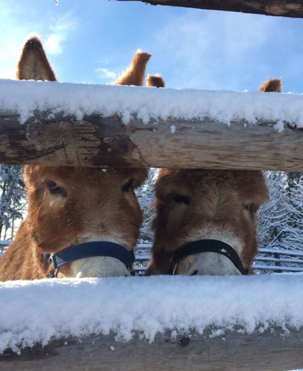 Teddy und Theo